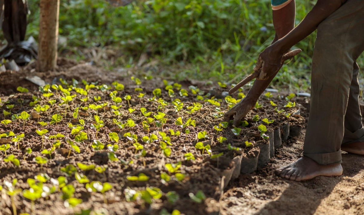 Planting Green Paths - Tree Planting Initiative